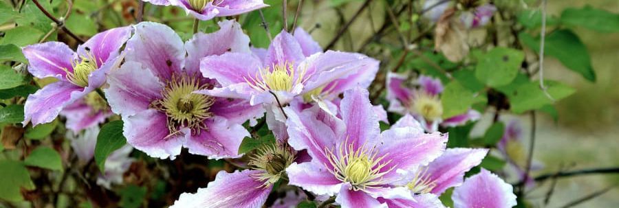 Clematis ist eine tolle Kletterpflanze, mit der man Fassaden begrünen kann