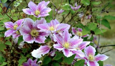 Clematis ist eine tolle Kletterpflanze, mit der man Fassaden begrünen kann