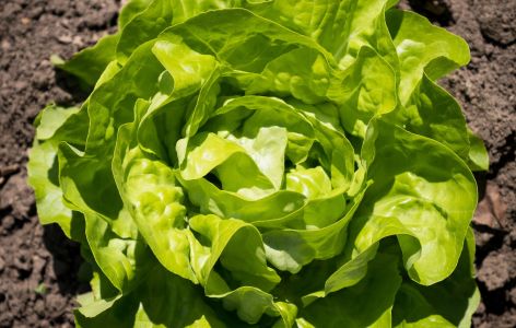 Salat im Beet