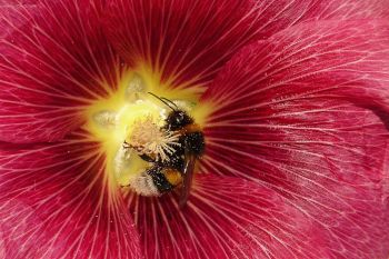 Hummel in Malvenblüte
