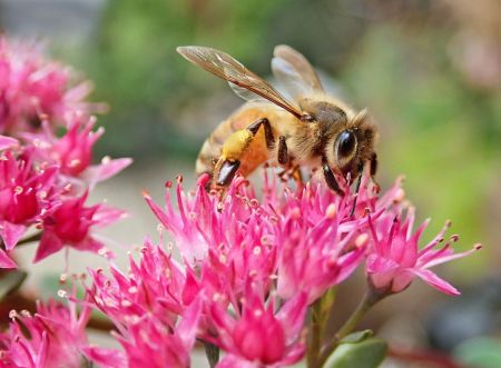 Biene auf einer Blüte