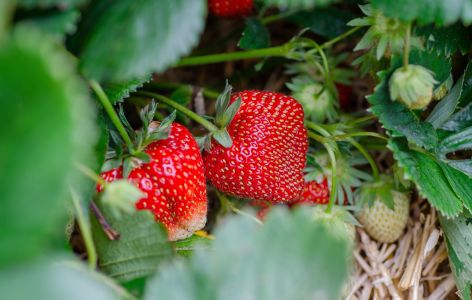 Erdbeeren im Beet