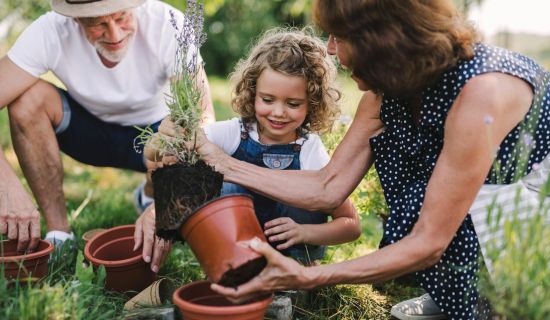 Ein älterer Mann mit Hut, eine Frau und ein kleines Mädchen arbeiten gemeinsam im Garten. Sie nehmen vorsichtig eine Lavendelpflanze mit sichtbarem Wurzelballen aus einem braunen Plastiktopf, um sie in die Erde zu setzen.