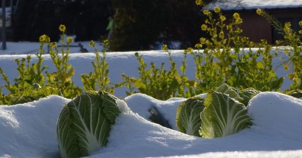 Wintergemüse gekonnt anbauen und pflegen
