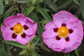 Zistrose