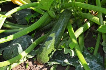 Der richtige Standort für Zucchini