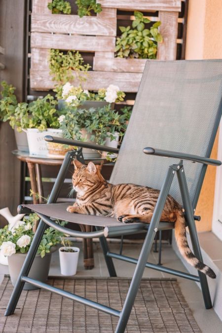 Katze auf dem Balkon