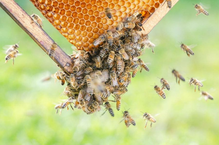 Bienen auf dem Balkon