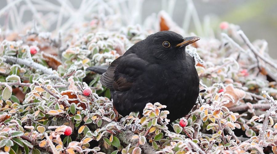 Amsel sitz in Hecke, die mit Raureif überzogen ist