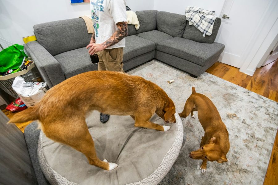 Zwei Hunde in der Wohnung