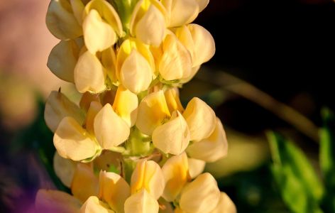 Gelbe Lupine