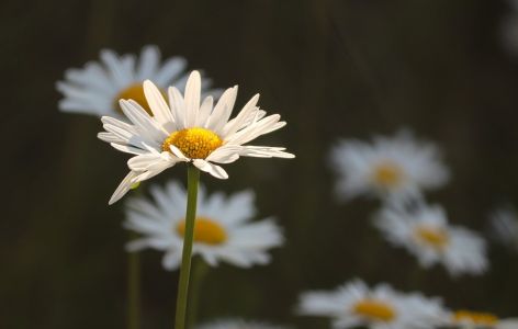 Balkon naturnah gestalten