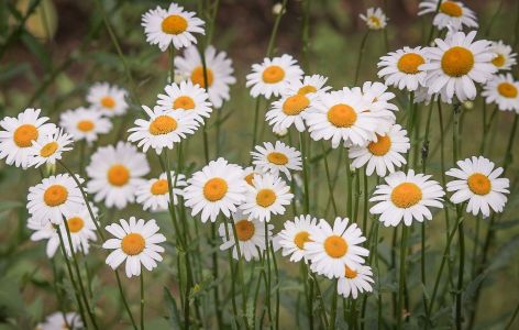 Was passt zu Stockrosen? Beispiel Margeriten
