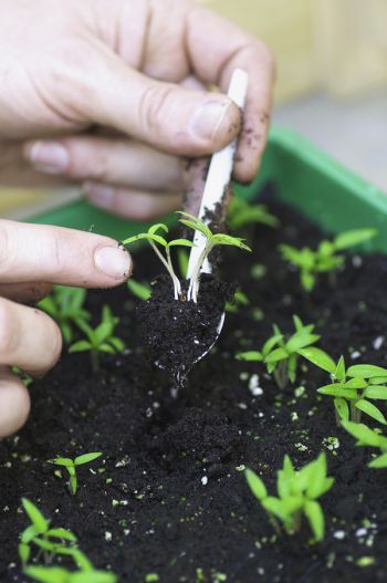 Man sieht eine Hand, die mit einem Löffel aus einem Pflanzgefäß einzelne Pflanzen mit der umgeben Erde um die Wurzeln herauszieht