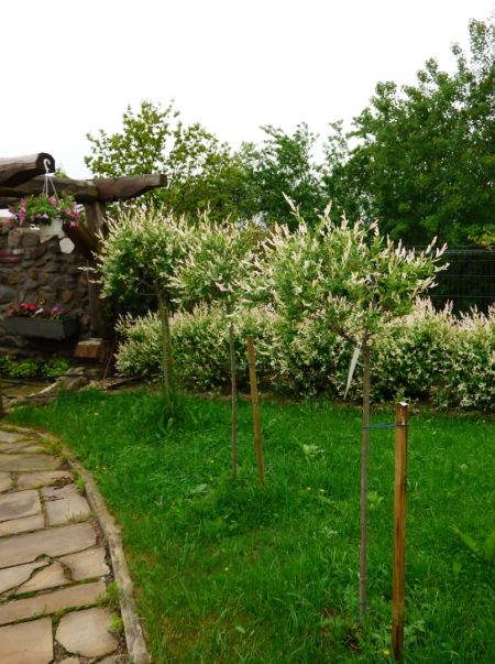 Drei junge Harlekin-Weiden mit schlanken Stämmen und runden Kronen wachsen in einer Reihe auf einer Rasenfläche neben einem gepflasterten Gartenweg. Die zarten Blätter an den Triebspitzen leuchten weiß-rosa, während das innere Laub kräftig grün ist. Jedes