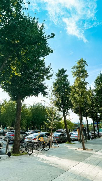 Stadtbäume, daneben parken Autos