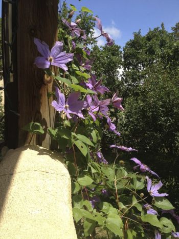 Clematis rankt an Hauswand hoch