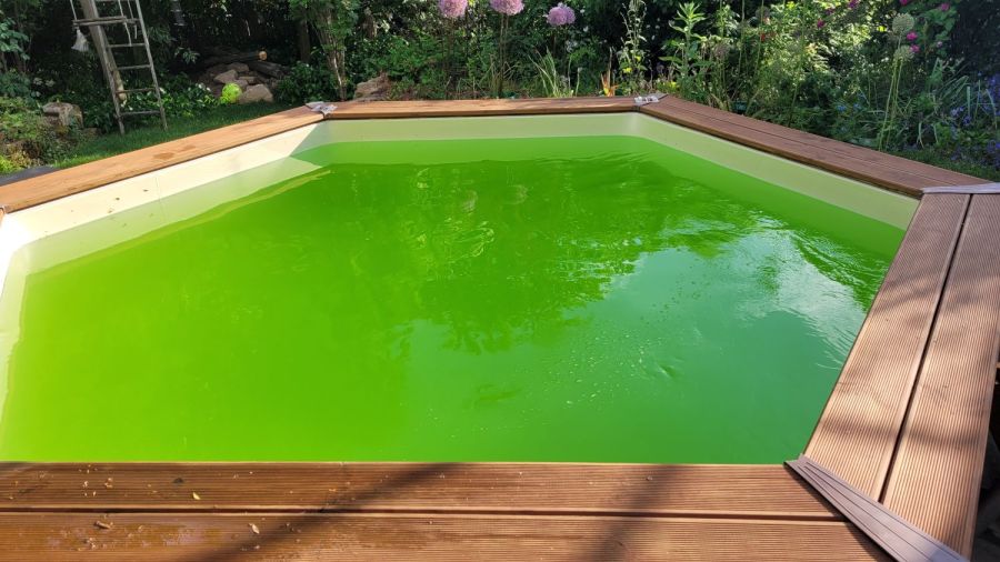 Grüner Pool