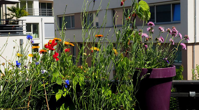 bienenfreundliche Balkonblumen