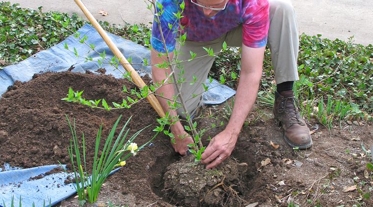 Einen Obstbaum pflanzen - Pflanzanleitung