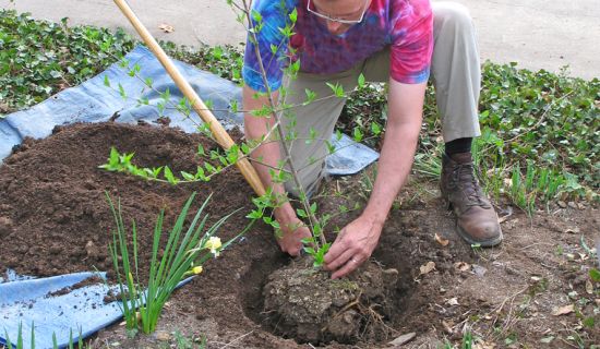 Einen Obstbaum pflanzen - Pflanzanleitung