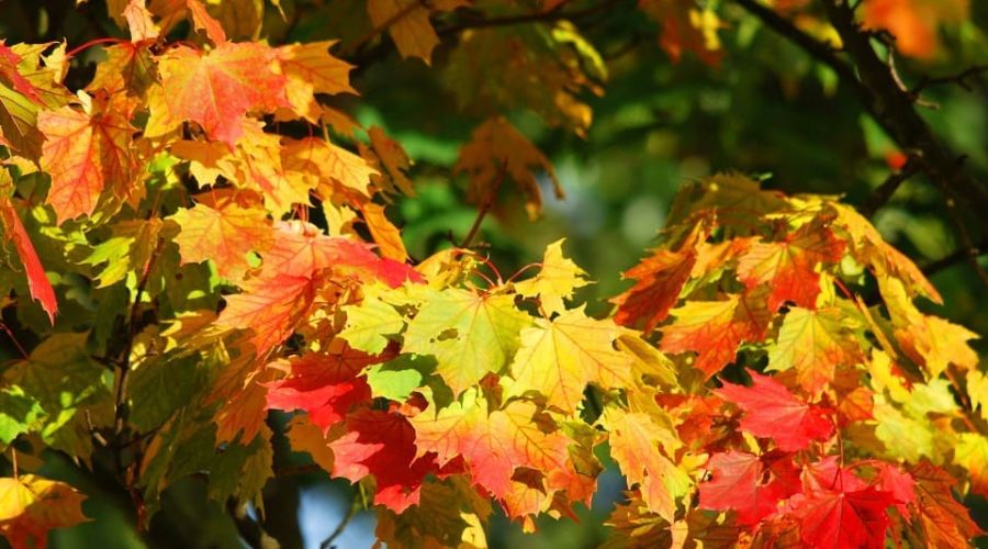 Herbstfärbung beim Ahorn