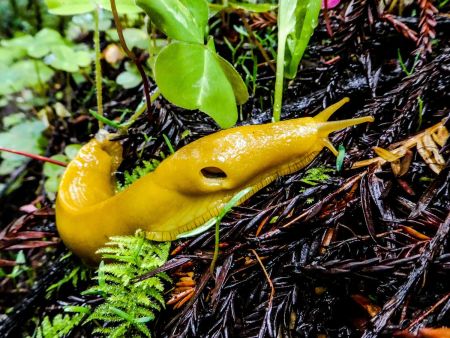 Nacktschnecke