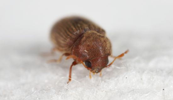 Eine extreme Makro-Frontalansicht eines Brotkäfers auf hellem Untergrund. Das Halsschild ist so weit nach vorne gezogen, dass es den Kopf fast vollständig wie eine Kapuze verdeckt, während die dunklen Augen und die Fühleransätze knapp darunter sichtbar si