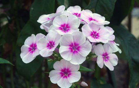 Was passt zu Stockrosen? Beispiel Phlox