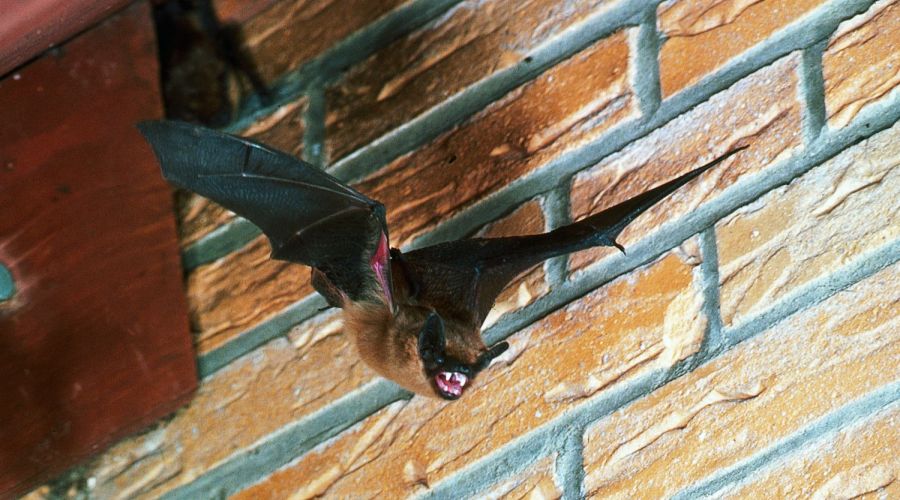 Breitflügelfledermaus