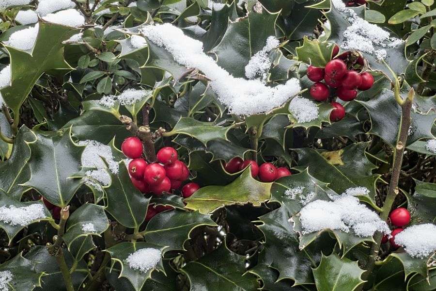 Schneebedeckte Stechpalme mit roten Beeren