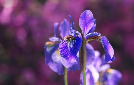 Was passt zu Hortensien? Beispiel Iris