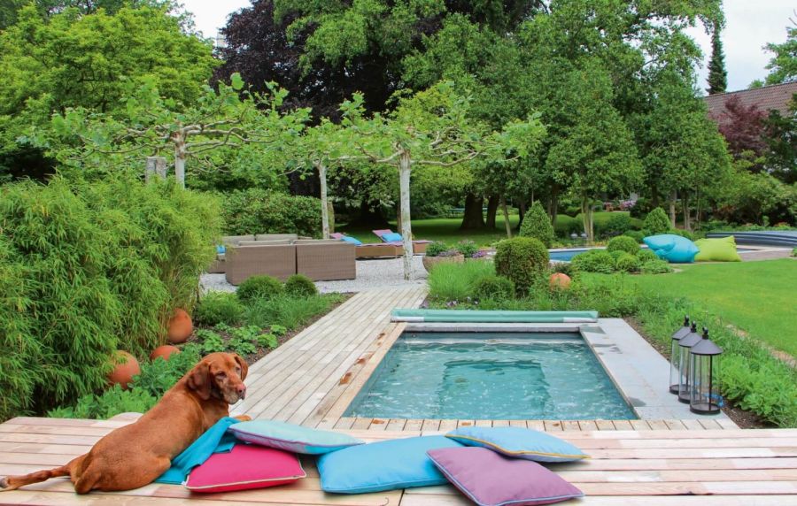 Naturpool mit Hund