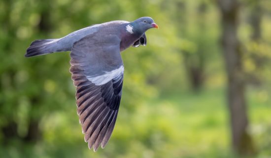 Eine große Ringeltaube fliegt seitlich durch das Bild vor einem grünlichen Waldhintergrund. Deutlich sichtbar sind der weiße Halsfleck und die breiten weißen Streifen auf den Flügeln.