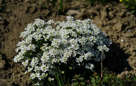Bienenfreundlicher Balkon