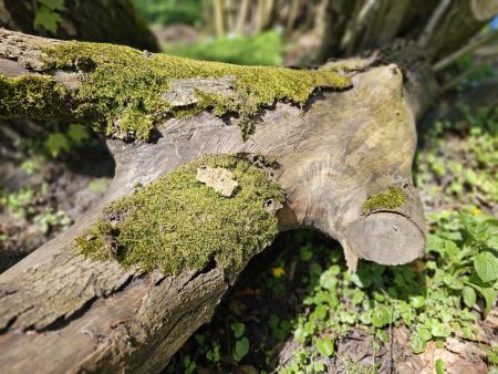 Totholz als Versteck fuer Molche