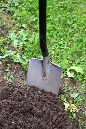 Spaten steckt in der Gartenerde, davor liegt feinkrümelige Gartenerde