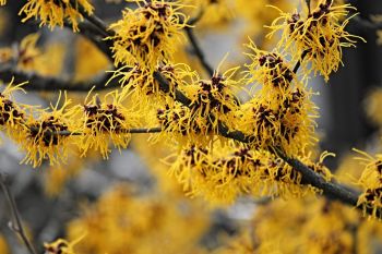 Blüten der Zaubernuss