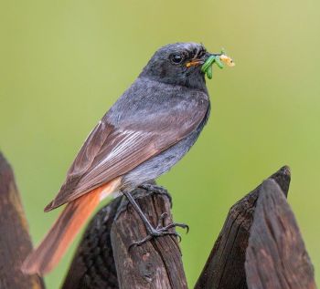 Hausrotschwanz frisst Raupen: Buchsbaumzünsler