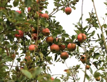 Alte Apfelsorten: Altländer Pfannkuchenapfel