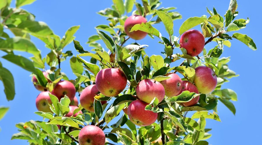 Apfelbaum kaufen: In 6 Schritten zur idealen Sorte - Mein schöner