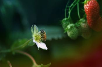 Bienenfreundlicher Balkon