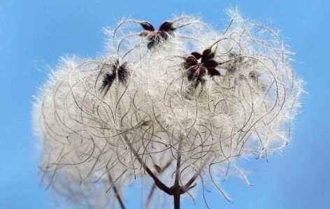 Blüte der Waldrebe
