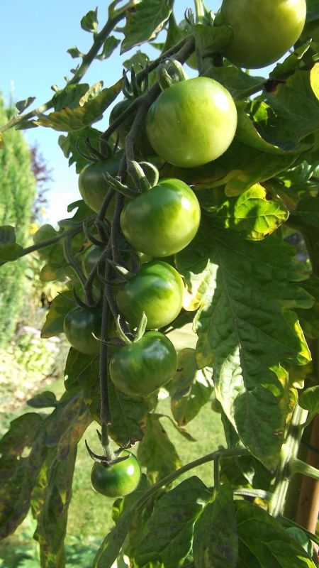 Noch unreife, grüne Tomaten