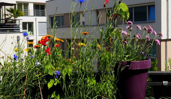 bienenfreundliche Balkonblumen