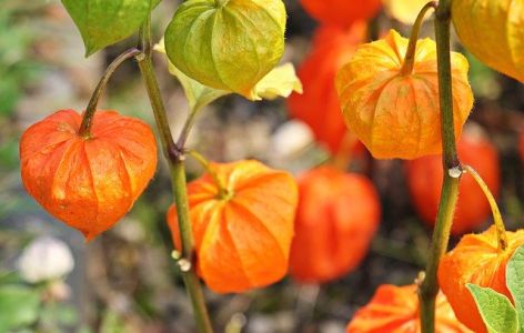 Lampionblumen