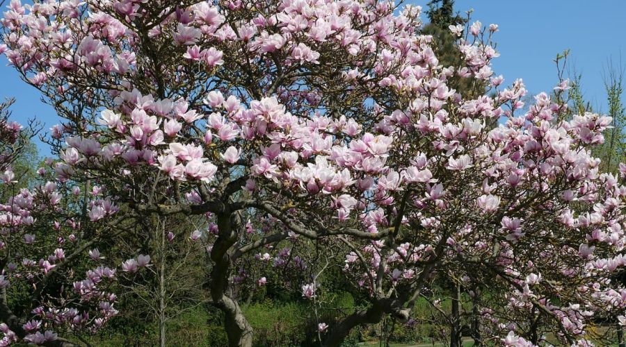 Tulpen-Magnolie