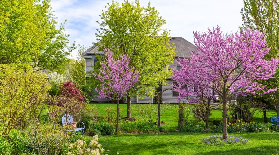 Ein gepflegter Hausgarten im Frühling mit saftig grünem Rasen und einem Einfamilienhaus im Hintergrund. Im Mittelpunkt stehen zwei kleinere Bäume mit leuchtend rosafarbenen Blüten neben einem höher gewachsenen Laubbaum mit frischem, hellgrünem Austrieb. L