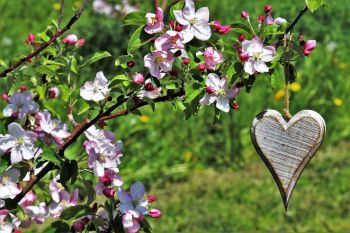 Blühender Apfelbaum mit Holzherz als Deko