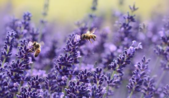 Blühender Lavendel mit herumsurrenden Bienen